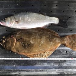 ヒラメ、セイゴ！