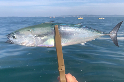 葉山ボードチャレンジ