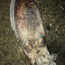 秋イカを求めて