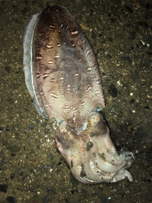 秋イカを求めて