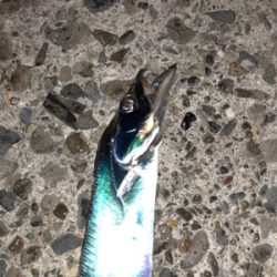 太刀魚のバス持ち