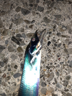 太刀魚のバス持ち