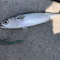 久しぶりのポイント