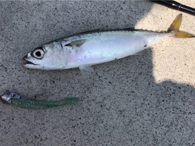 久しぶりのポイント