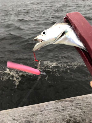 夕まずめ再アタック