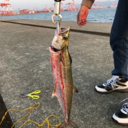 久しぶりの沖堤防