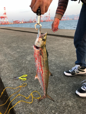 久しぶりの沖堤防