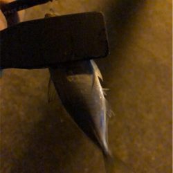 快調アジング♪