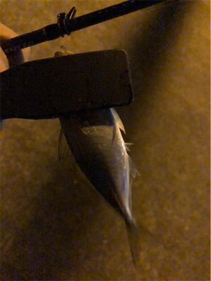 快調アジング♪