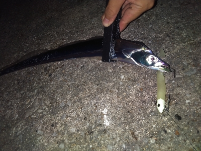 どじょうヘッドで2タチウオ