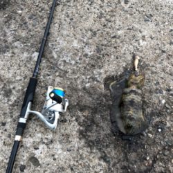 初の地磯エギング