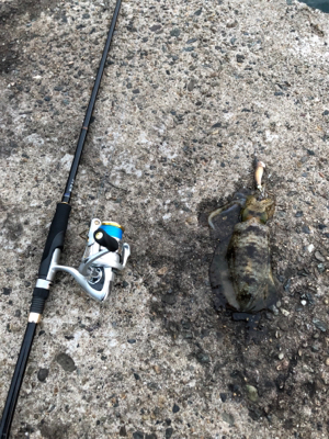 初の地磯エギング