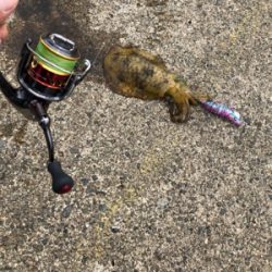 遠征エギング2日目in直江津ハッピー