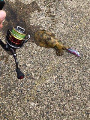 遠征エギング2日目in直江津ハッピー