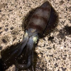 初めてのアオリ釣れました。