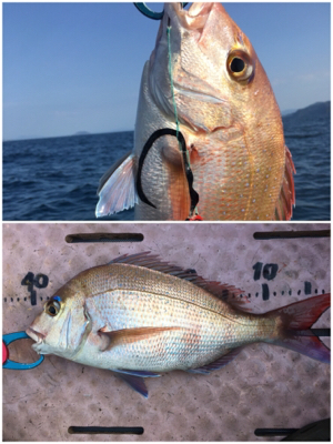 8目釣り！マイボート釣行