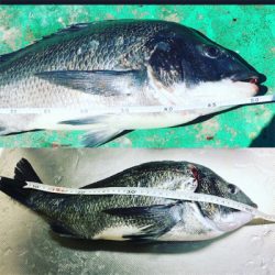 初チヌがまさかの年無し