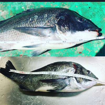 初チヌがまさかの年無し