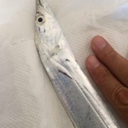 出遅れタチウオ