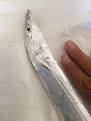 出遅れタチウオ