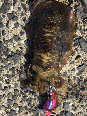 ベイト多数！でも...