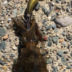 渋過ぎエギング