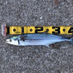 仕事終わりにショアジギング