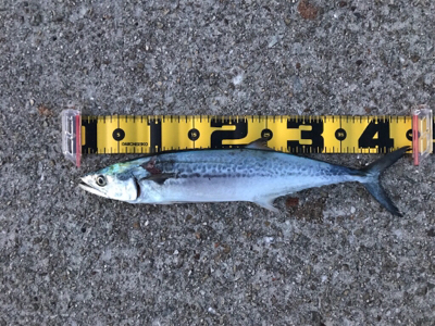 仕事終わりにショアジギング