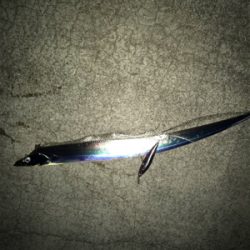 夕まずめ狙い‼︎ 少し大きくなってきた!