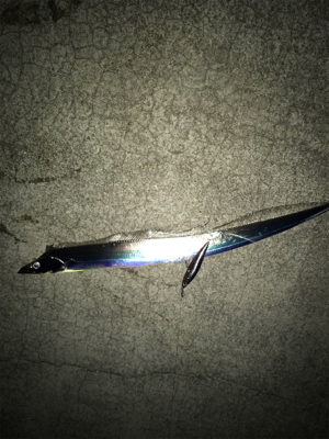 夕まずめ狙い‼︎ 少し大きくなってきた!