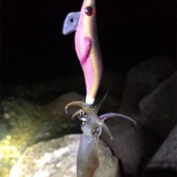 アオリが釣りたい…