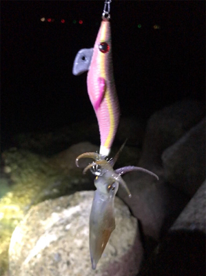 アオリが釣りたい…