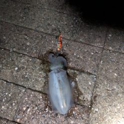 短時間エギング