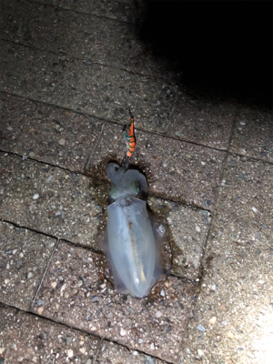 短時間エギング