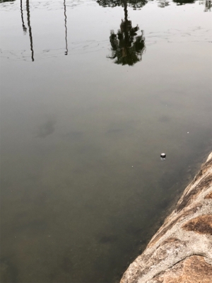 チヌの隠れ家へ釣査！