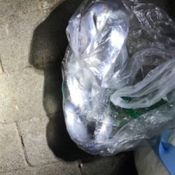 朝まずめのタチウオ