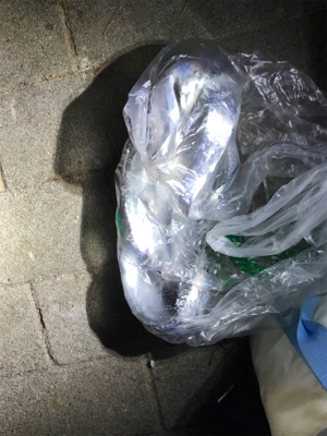 朝まずめのタチウオ