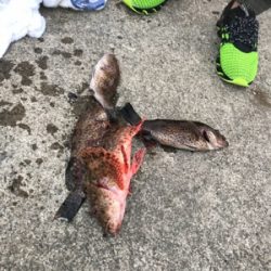 初めてのオニカサゴ