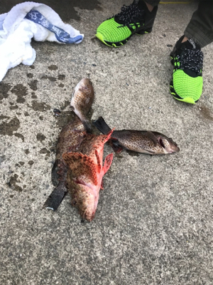 初めてのオニカサゴ