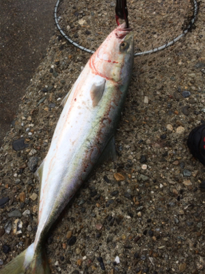 飲んだら釣るな⁉︎
