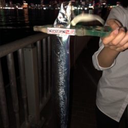 太刀魚シーズンイン?