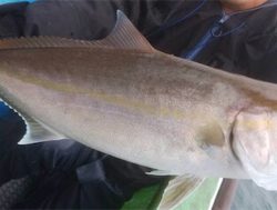 孝洋丸 落とし込み