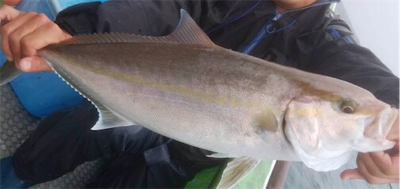 孝洋丸 落とし込み