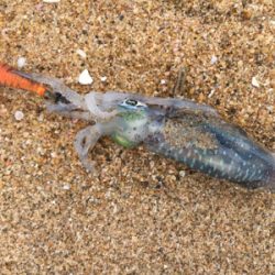 サーフエギング