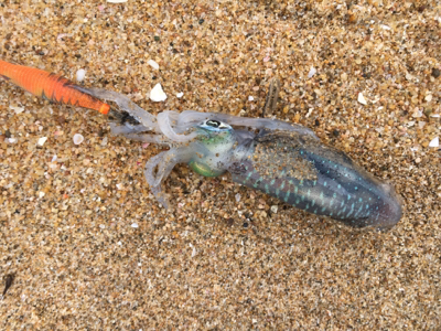 サーフエギング