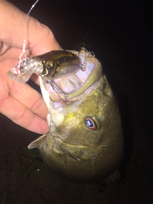 久しぶりのホーム釣行