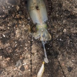 夜中にシャクシャク