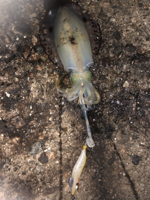 夜中にシャクシャク