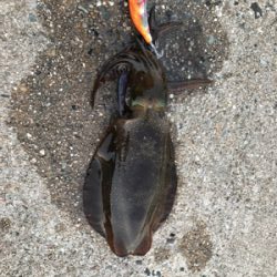 秋イカ釣れてます