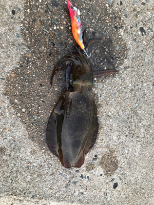 秋イカ釣れてます